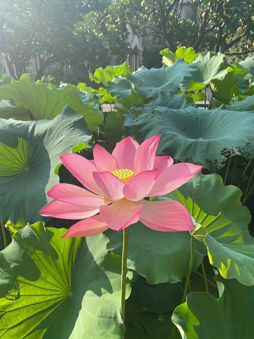 背景图 壁纸 荷花 荷叶