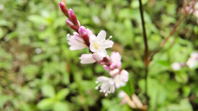 小花也可爱：“蚕茧草”欣赏