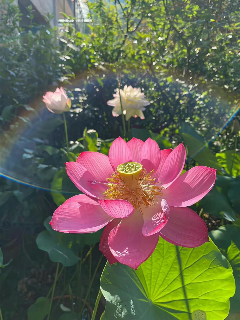 背景图 壁纸 荷花 荷叶