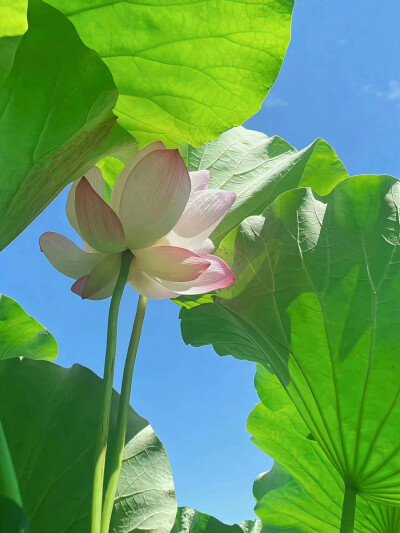 背景图 壁纸 荷花 荷叶