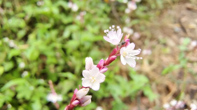 小花也可爱：“蚕茧草”欣赏