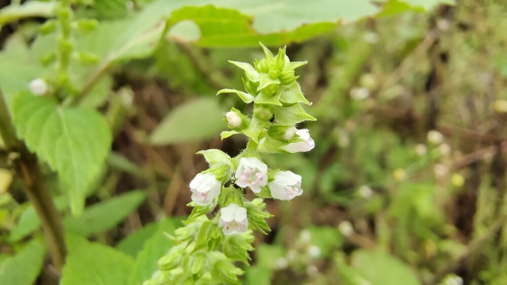 小花也可爱：“紫苏”欣赏