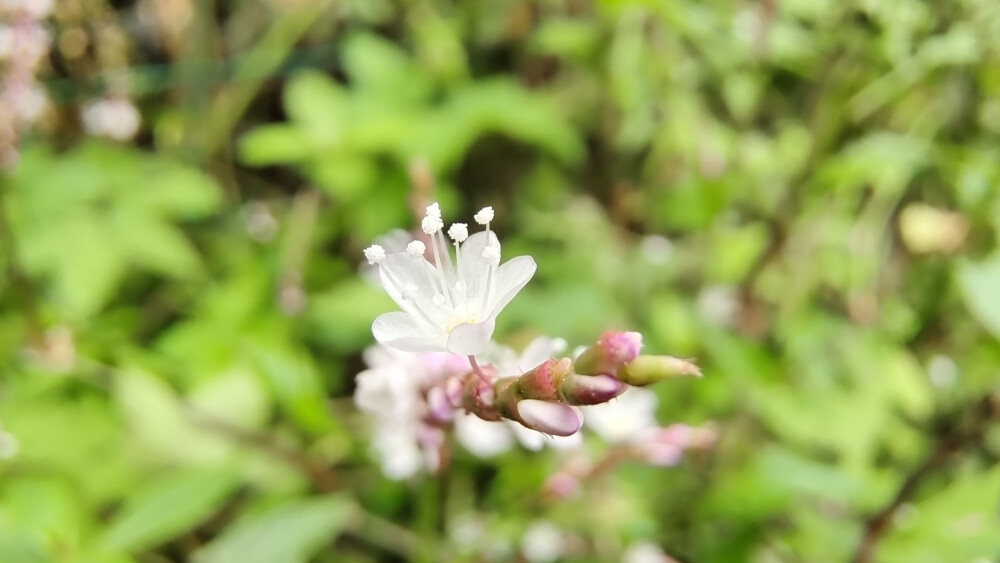 小花也可爱：“蚕茧草”欣赏