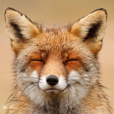 影师Roeselien Raimond
