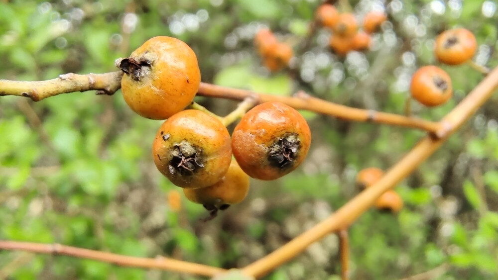 植物果实欣赏：火棘果实