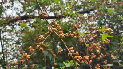 植物果实欣赏：火棘果实