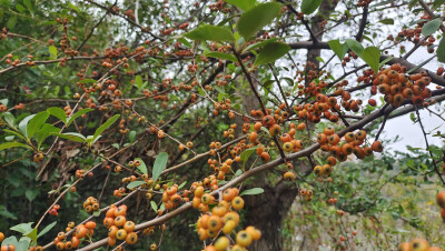 植物果实欣赏：火棘果实