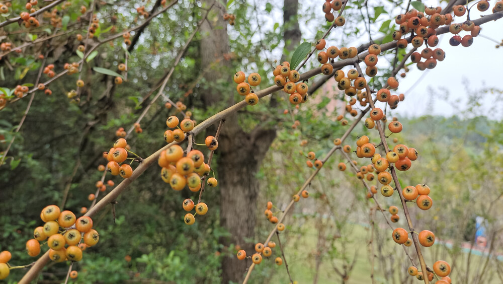 植物果实欣赏：火棘果实