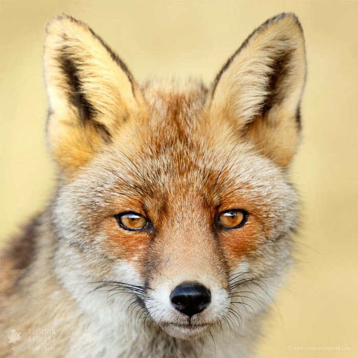 影师Roeselien Raimond
