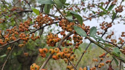 植物果实欣赏：火棘果实