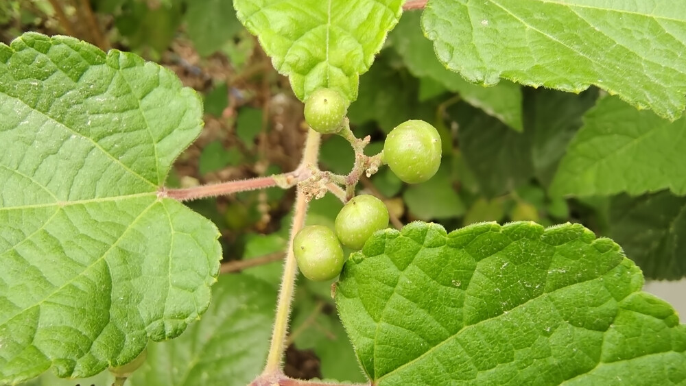 植物果实欣赏：蛇葡萄果实