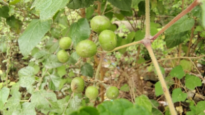 植物果实欣赏：蛇葡萄果实