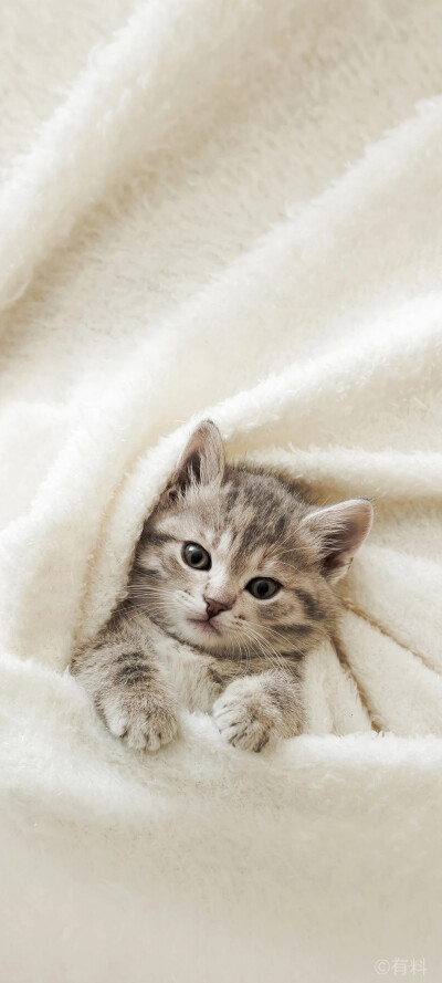 猫咪壁纸