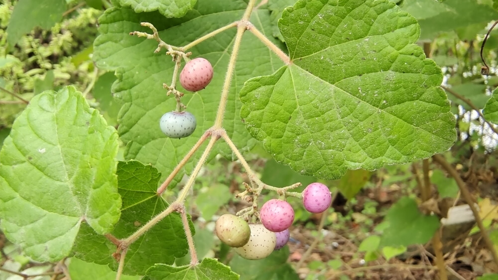 植物果实欣赏：蛇葡萄果实