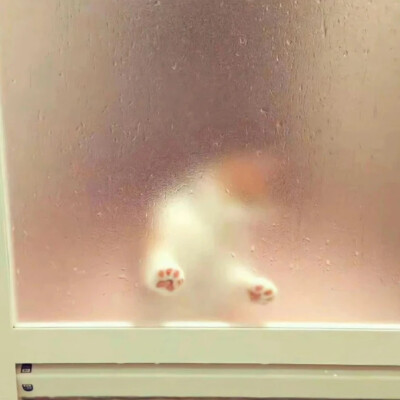 猫爪