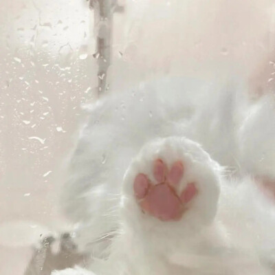猫爪