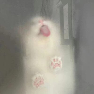 猫爪