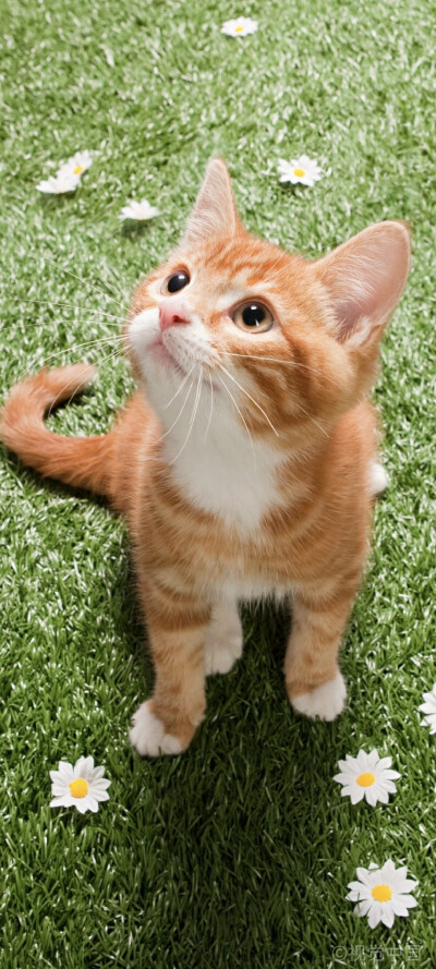 猫咪壁纸