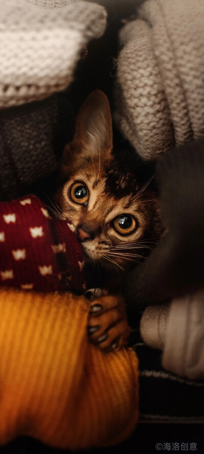猫咪壁纸
