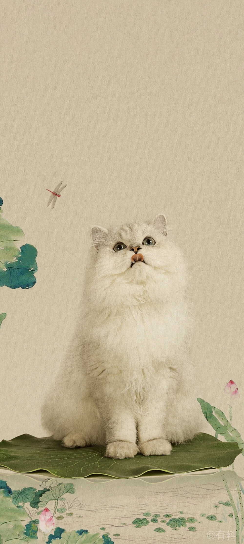 猫咪壁纸