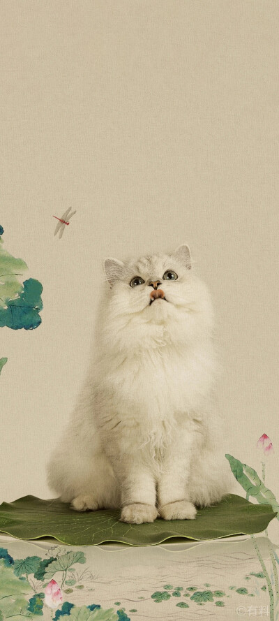 猫咪壁纸