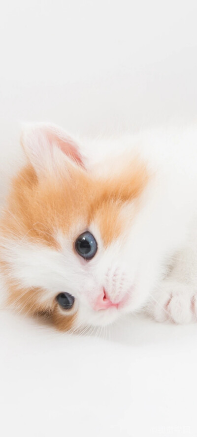 猫咪壁纸