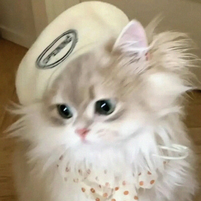 猫咪头像