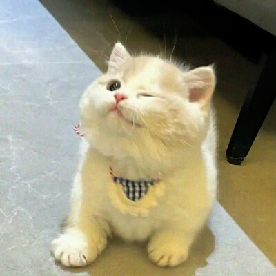 猫咪头像