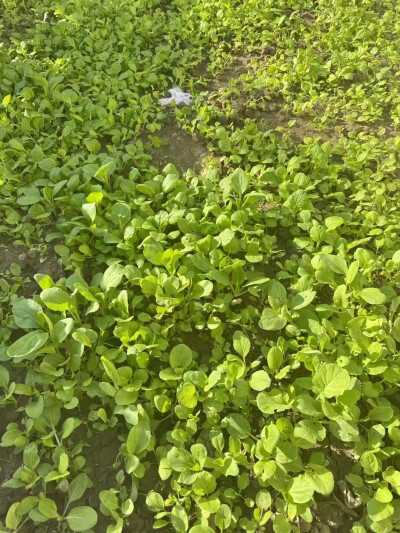 怀旧时光
