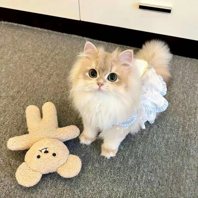 猫咪头像
