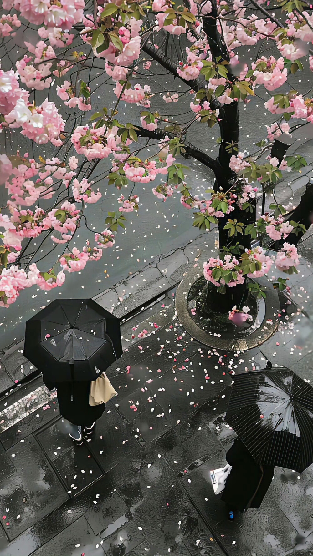 手机壁纸