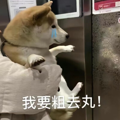 柴犬表情图 狗狗表情图