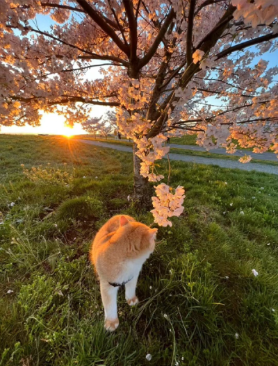 落日背景图