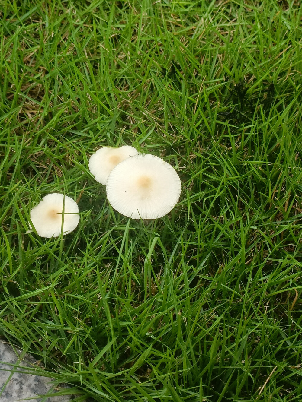 雨后白菇