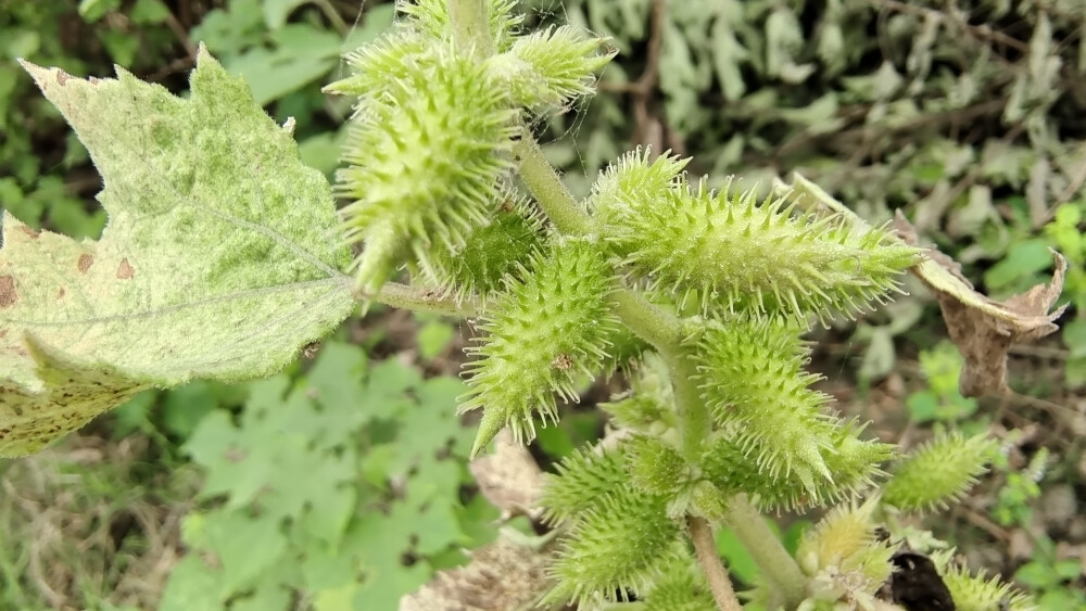 植物果实欣赏：苍耳果实