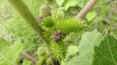 植物果实欣赏：苍耳果实