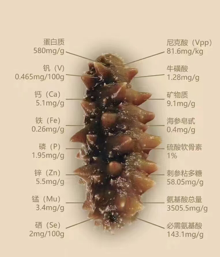 海参自古就被人们所认识，明朝万历年间，记载政局时事和风土人情的《五杂俎》，也提及海参，称其 “辽东海滨有之，其性温补，足敌人参，故曰海参。” 这里说的是海参有温补功效。