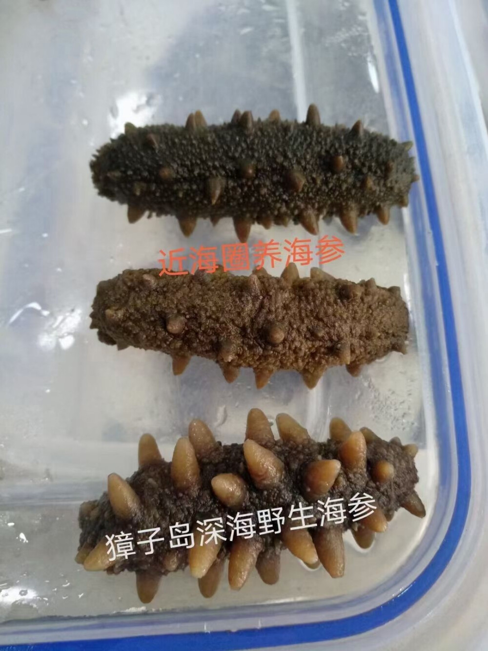 如何能够挑选到好海参?
每个卖海参的都说自己是野生的，可实际上90%都是近海养殖的，这就需要我们能够大体辨别，是深海自然生长的还是围堰养殖的：
1、买正规品牌海参，基本不敢造假，不会有糖干料干的海参。(糖干料干的不仅没营养，甚至还有危害。)
2、看盐分含量标注，这是国家硬性规定，当然是越低越好。(国家规定≤40%)
3、看质检报告，看质检报告，看质检报告。