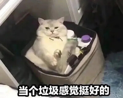 猫猫表情包