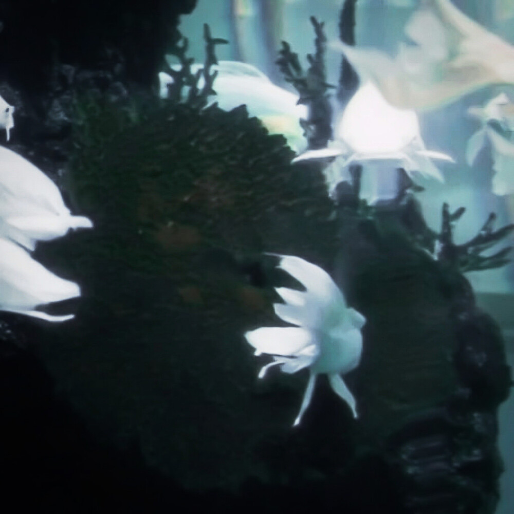 *将你的身体潮汐与我悲泣 同我共鸣
原截槐花源_