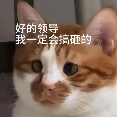 猫猫表情包