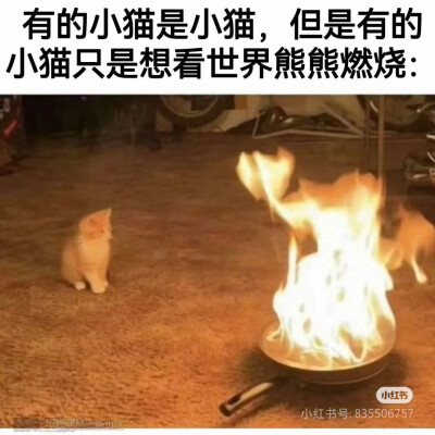 猫猫表情包