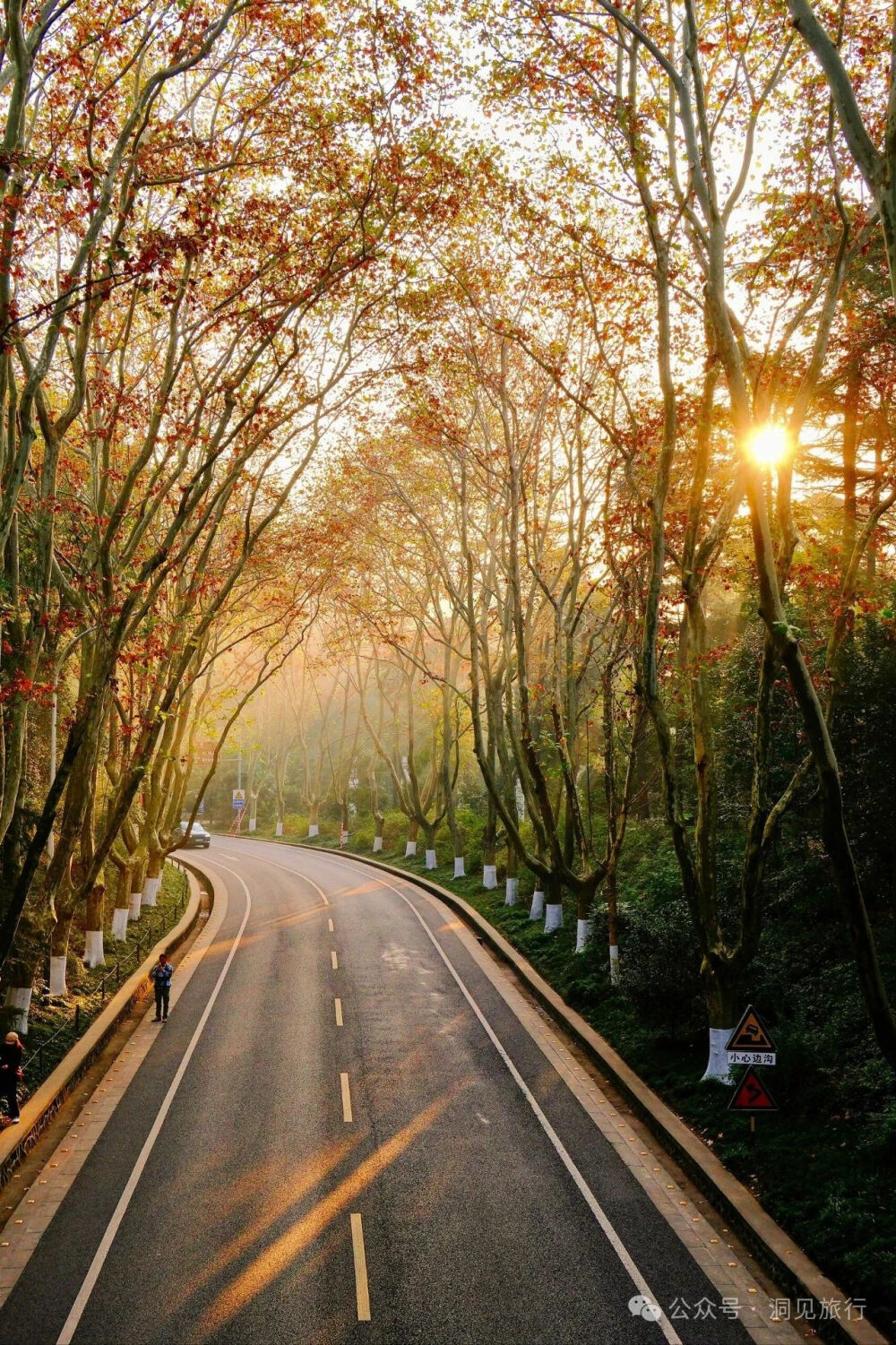 秋日梧桐大道