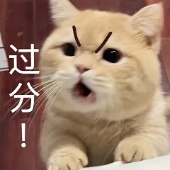 猫猫表情包