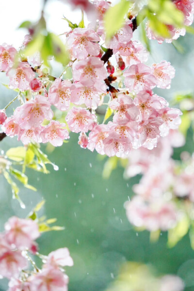 雨中赏樱
摄影@-莉莉日记-