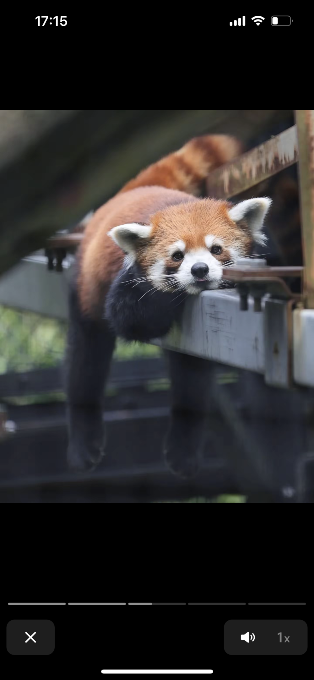 小熊猫