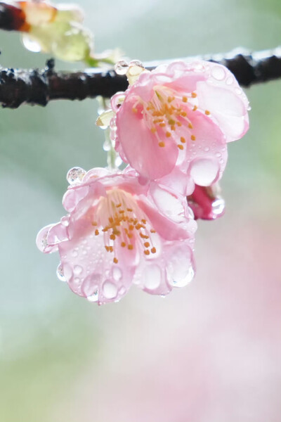 雨中赏樱
摄影@-莉莉日记-