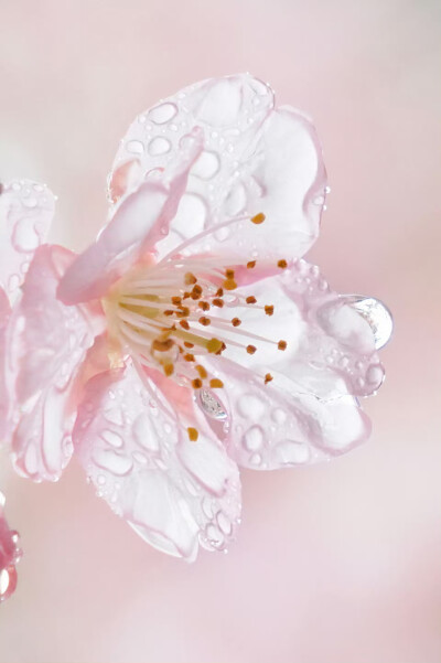 雨中赏樱
摄影@-莉莉日记-