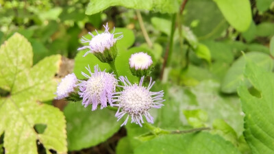 小花也可爱：“藿香蓟”欣赏