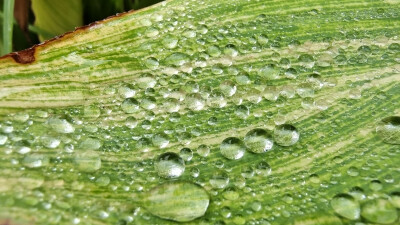 美人蕉叶上的雨滴 清新而灵动